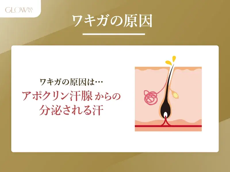 ワキガの原因